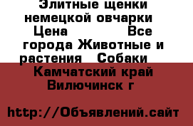 Элитные щенки немецкой овчарки › Цена ­ 30 000 - Все города Животные и растения » Собаки   . Камчатский край,Вилючинск г.